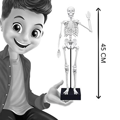 Skelet - BUKI meerkleurig