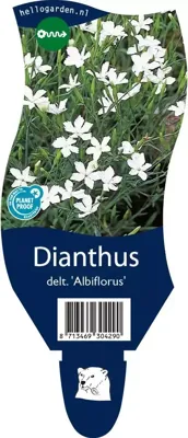 Dianthus delt. Albiflorus vaste plant Griffioen - Griffioen