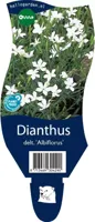 Dianthus delt. Albiflorus vaste plant Griffioen - Griffioen - thumbnail