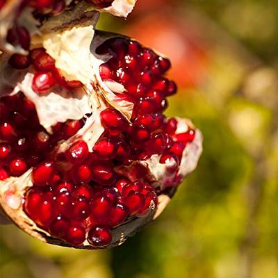 Granaatappel bodylotion 250 Milliliter