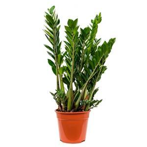 Zamioculcas zamiifolia M kamerplant