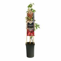 Klimplant Wilde Wingerd - Parthenocissus Engelmannii - thumbnail