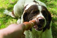 BZ SUMO FIT STICK GRN 50X3X3 - thumbnail