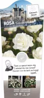 Stamroos Schneewittchen - Witte Roos - thumbnail