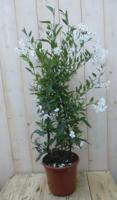 Sterjasmijn Solanum Jasminoides klimplant kuipplant 100 cm Warentuin Natuurlijk - Warentuin natuurlijk - thumbnail