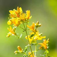 Primavera St Johns wort oil 100 Milliliter - thumbnail