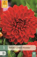 Dahlia Garden wonder - thumbnail