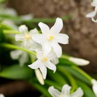 Jub Tas shade garden 50st - thumbnail