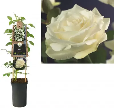 Klimplant Rosa White Climber - Klimroos Wit