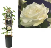 Klimplant Rosa White Climber - Klimroos Wit - thumbnail