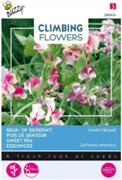 Zaden Flowering Climbers Lathyrus Unwin's Striped Buzzy - Buzzy - thumbnail