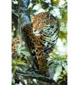 Animal Essences Jaguar (jachtluipaard) 30 Milliliter Animal Essences Jaguar (jachtluipaard) 30 Milliliter