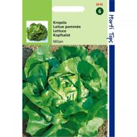 Zaden Kropsla Milan Hortitops - Hortitops - thumbnail