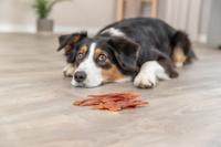 TRIXIE PREMIO DUCKY STRIPES 6X100 GR - thumbnail