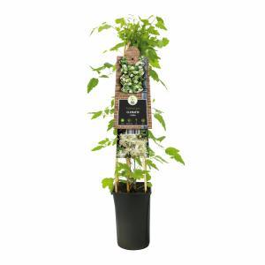 Klimplant Clematis vitalba - Cremé Bosrank