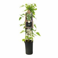 Klimplant Clematis vitalba - Cremé Bosrank - thumbnail