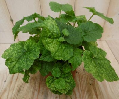 2 stuks! Kamerplant Sunny Safari Tolmiea Menziesii Kindje op moeders schoot Viridi Kindje-op-moeders-schoot Warentuin Natuurlijk - Warentuin natuurlijk