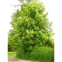 Witte paardekastanje - thumbnail