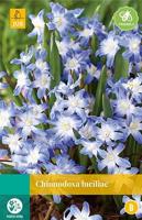 Chionodoxa luciliae bloembollen 25 bollen Sneeuwroem JUB - Jub - thumbnail
