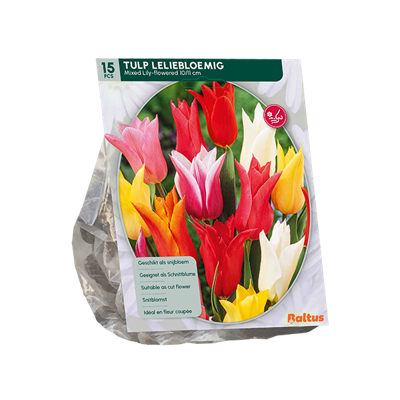 Tulp