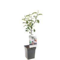 Appelboom Malus d. Elstar - thumbnail