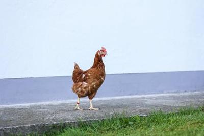 Kippenringen 16mm rood 20 stuks