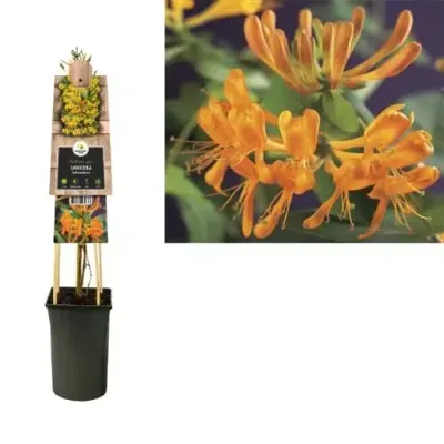 Oranjegele kamperfoelie (Lonicera Tellmanniana) klimplant