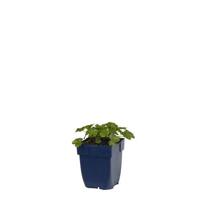 Malva moschata vaste plant Griffioen - Griffioen - thumbnail