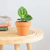 Anthurium Dorayaki - P6 - thumbnail