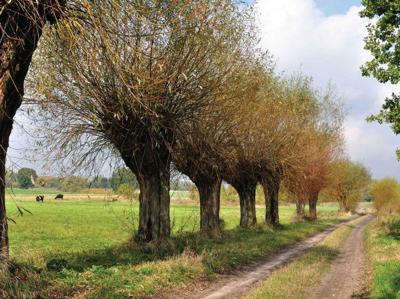 Knotwilgen pad 70x50cm Tuinschilderij Customize-it - Customize it