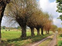 Knotwilgen pad 70x50cm Tuinschilderij Customize-it - Customize it - thumbnail