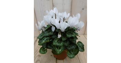 3 stuks! (Patio) Cyclaam wit Warentuin Natuurlijk - Warentuin natuurlijk