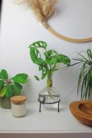 Flora Stekjesvaas - thumbnail