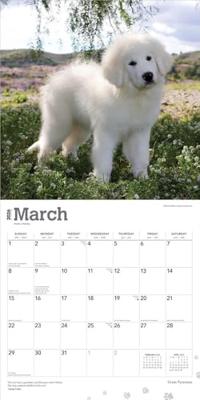 Pyreneese Berghond Kalender 2026 Pyreneese Berghond Kalender 2026