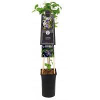 Kleinbloemige Clematis Fascination PBR 75 cm klimplant - thumbnail