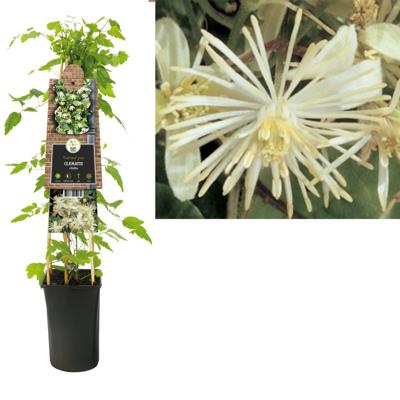 Crème bosrank (Clematis vitalba) klimplant