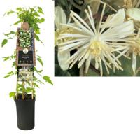 Crème bosrank (Clematis vitalba) klimplant - thumbnail