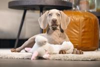 Beeztees Puppy flatino unicorn lo wit 74cm - thumbnail