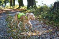 HUNTER Honden-veiligheidsvest Safety, geel, Maat: L - thumbnail