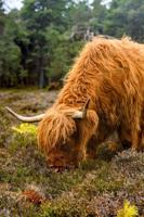 Tuinschilderij hoogland vee 130x70 Customize-it - Customize it - thumbnail