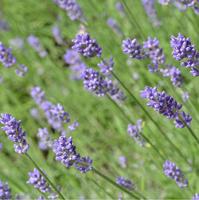 Lavendel zaden Lavandula Vera BIO - thumbnail