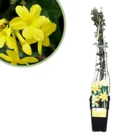 Winterjasmijn - Jasminum Nudiflorum - P15 - thumbnail