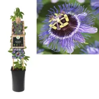 Paarse passiebloem (Passiflora "Purple Rain") klimplant - thumbnail