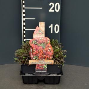 Stekelnootje (acaena microphylla "Kupferteppich") bodembedekker - 4-pack - 1 stuks Stekelnootje (acaena microphylla "Kupferteppich") bodembedekker - 4-pack - 1 stuks