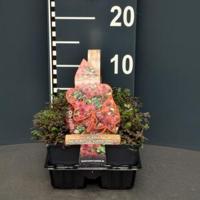 Stekelnootje (acaena microphylla "Kupferteppich") bodembedekker - 4-pack - 1 stuks - thumbnail