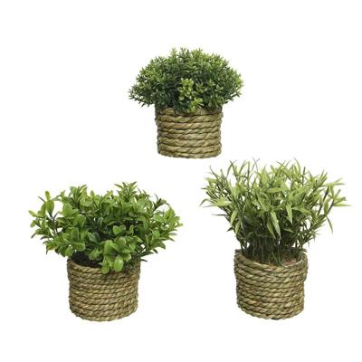 Decoratieve plant Basic Home Kunstmatig Touw Groen 16 x 3 cm