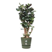 Elho Greenville Pot Blad Groen (Ø 55 cm) - thumbnail