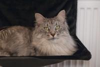 Beeztees Radiatorhangmat Sleepy Zwart - thumbnail