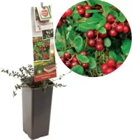 Bessenstruik Vaccinium macrocarpon Cranberry - thumbnail
