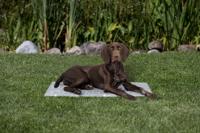 Trixie koelmat soft grijs - thumbnail